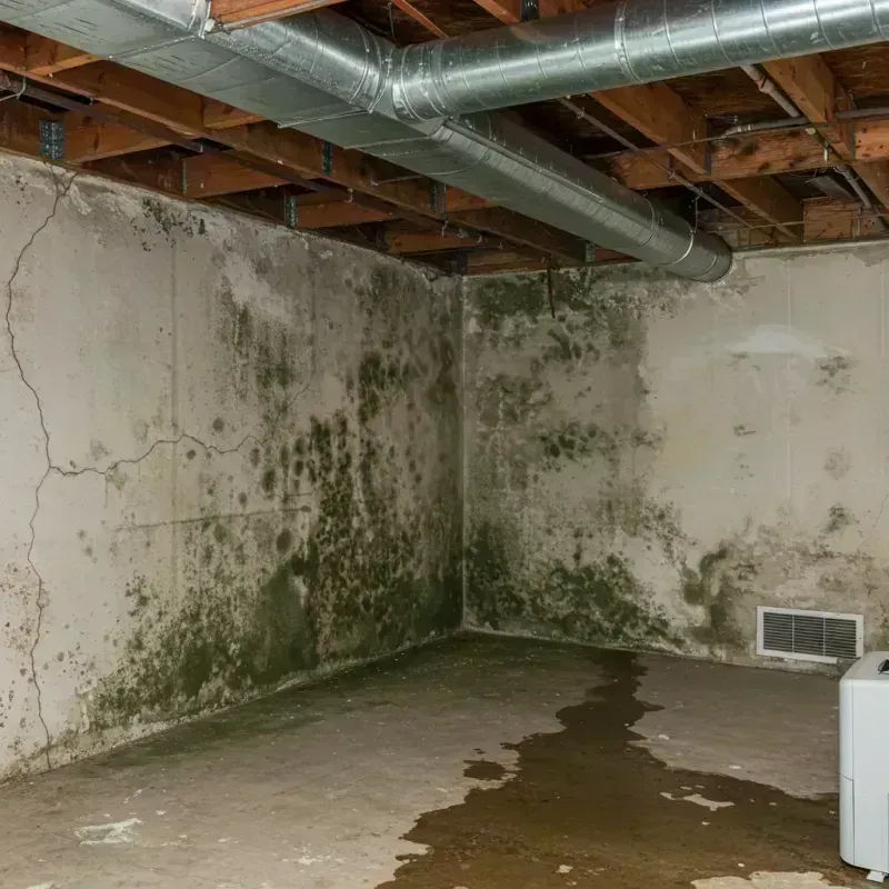 Professional Mold Removal in Crow Wing County, MN